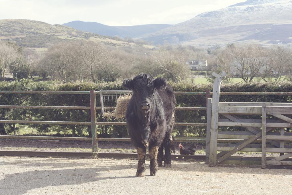 Вілла Tyddyn Perthi Farm Лланберис Екстер'єр фото